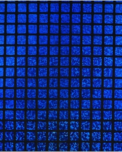 Check Hologram Foil 5658