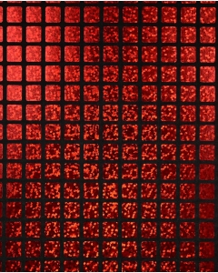 Check Hologram Foil 5658